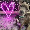Pink LED neon heart shown on a shag rug with a puppy - from Custom Neon