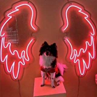 Angel wings selfie wall art for @kappa made by Custom Neon® 