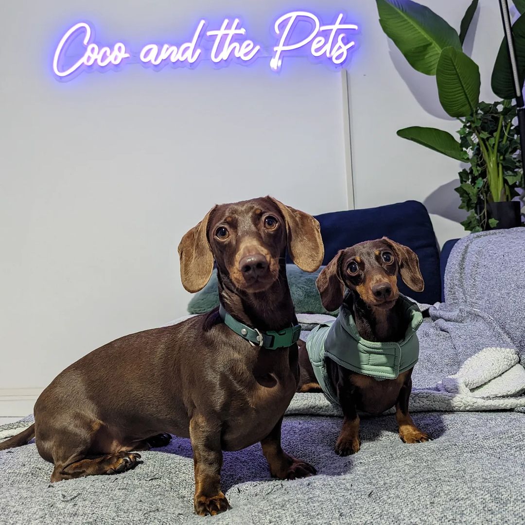 Purple Custom Neon® sign for doggy daycare  @cocoandthepets