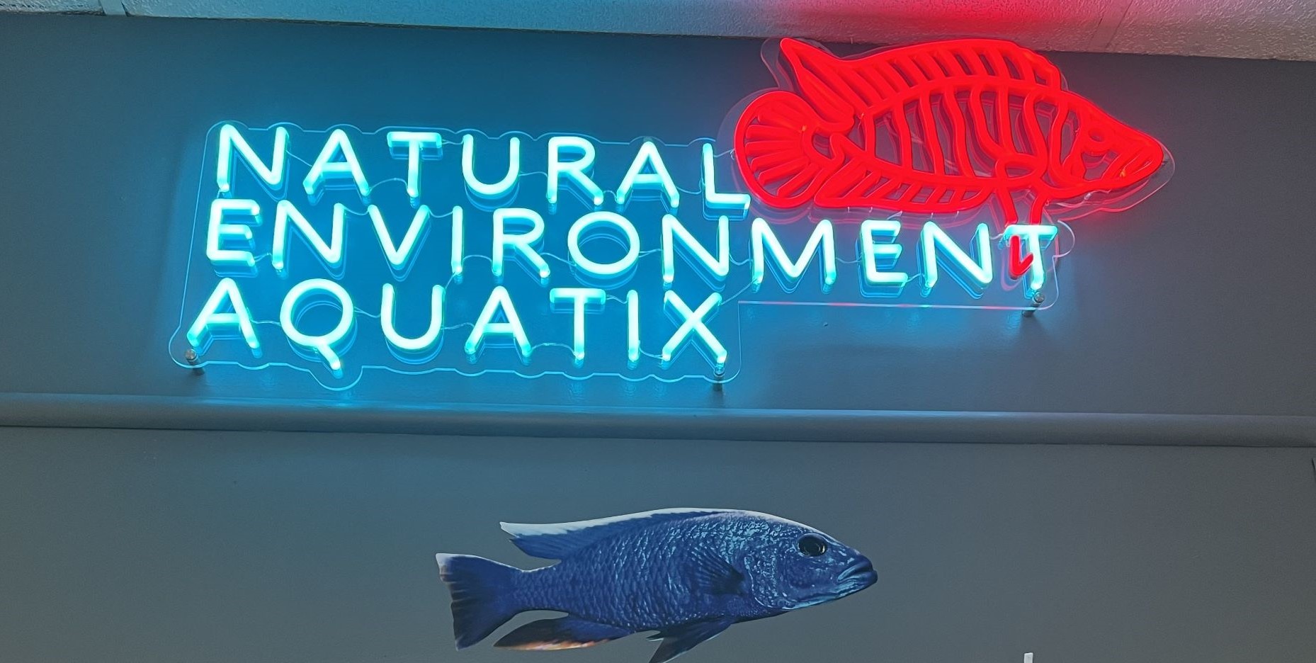 Custom Neon® red and blue retail signage @naturalenvironmentaquatix